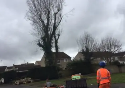 tree removal/felling